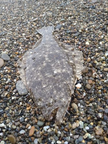 ソゲの釣果