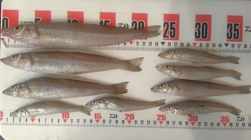 シロギスの釣果