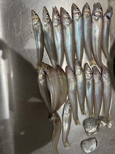 キスの釣果