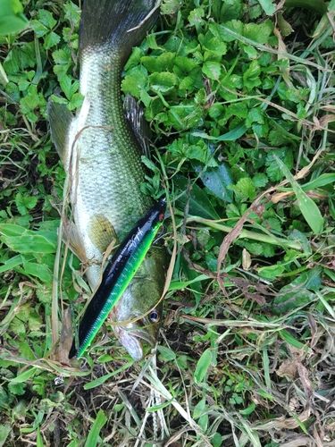 ラージマウスバスの釣果