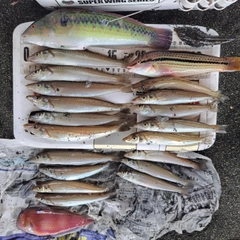 シロギスの釣果