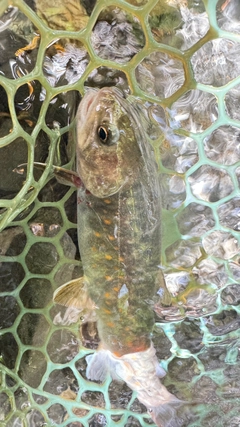 イワナの釣果