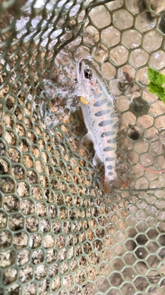 アマゴの釣果
