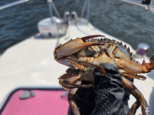 カニの釣果