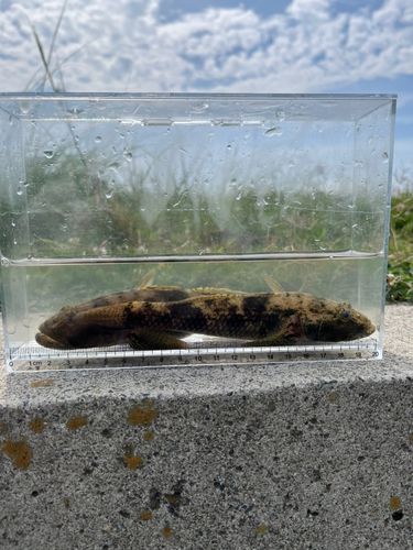 ウロハゼの釣果