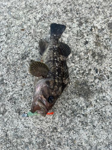 クロソイの釣果