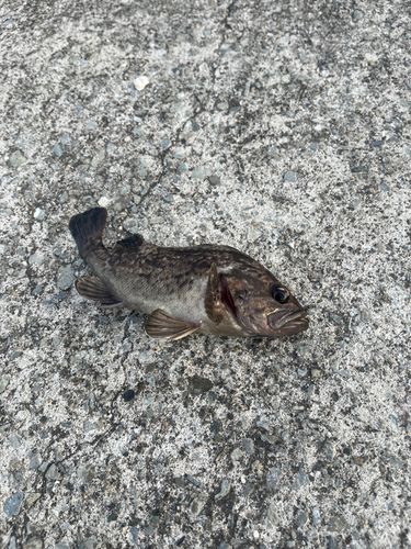 クロソイの釣果