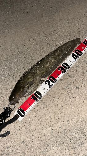 ナマズの釣果