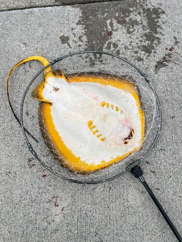 エイの釣果