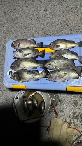 メバルの釣果