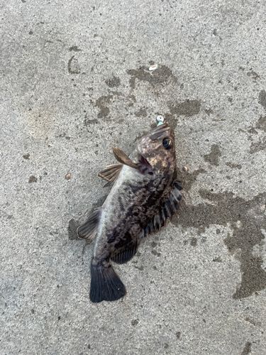 クロソイの釣果