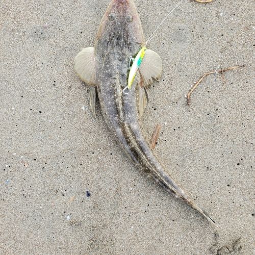 コチの釣果