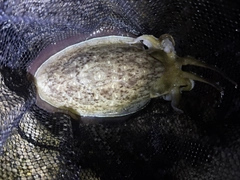 コウイカの釣果