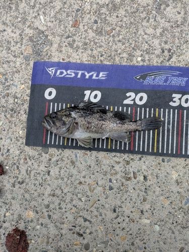 クロソイの釣果