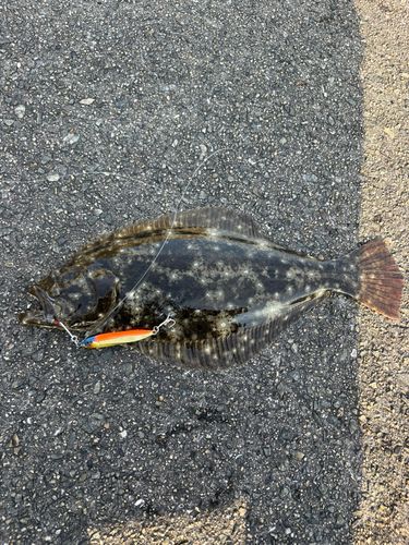 ヒラメの釣果