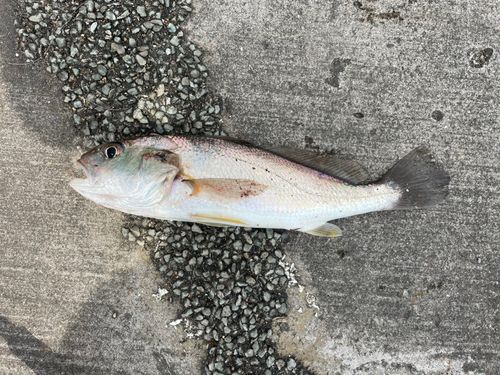 イシモチの釣果