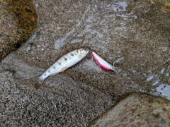 ヤマメの釣果