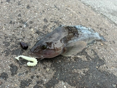 アイナメの釣果