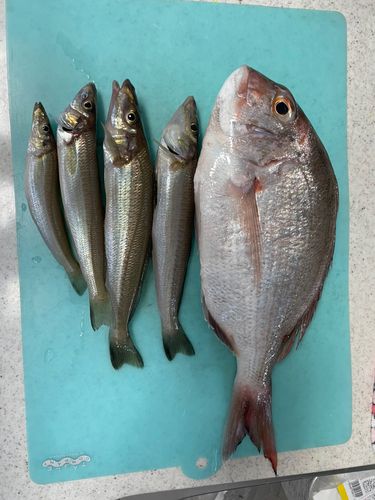 キスの釣果