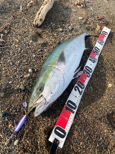 ワラサの釣果