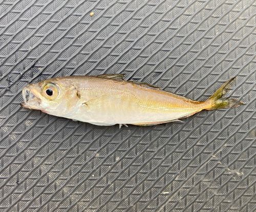 マアジの釣果