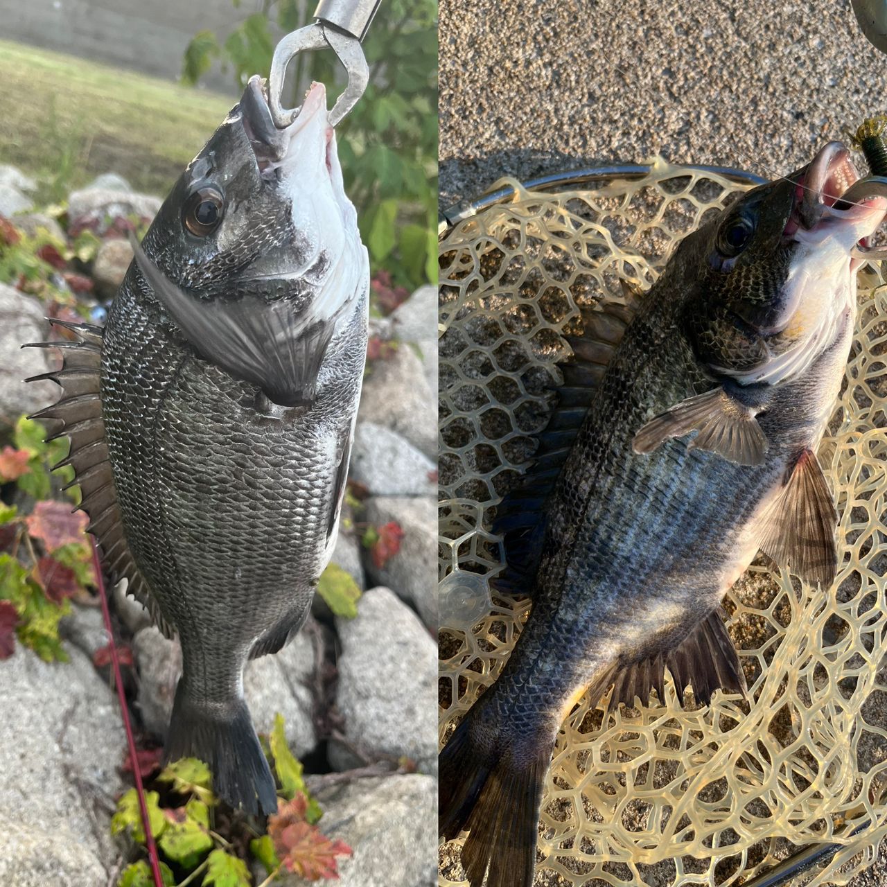 DAIWA 22シルバーウルフ SV TW PE スペシャル 1000XHの最安値