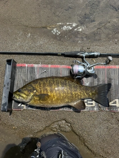 スモールマウスバスの釣果