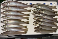 シロギスの釣果