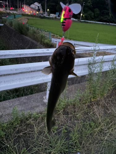 ナマズの釣果
