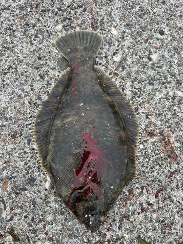 クロガシラガレイの釣果