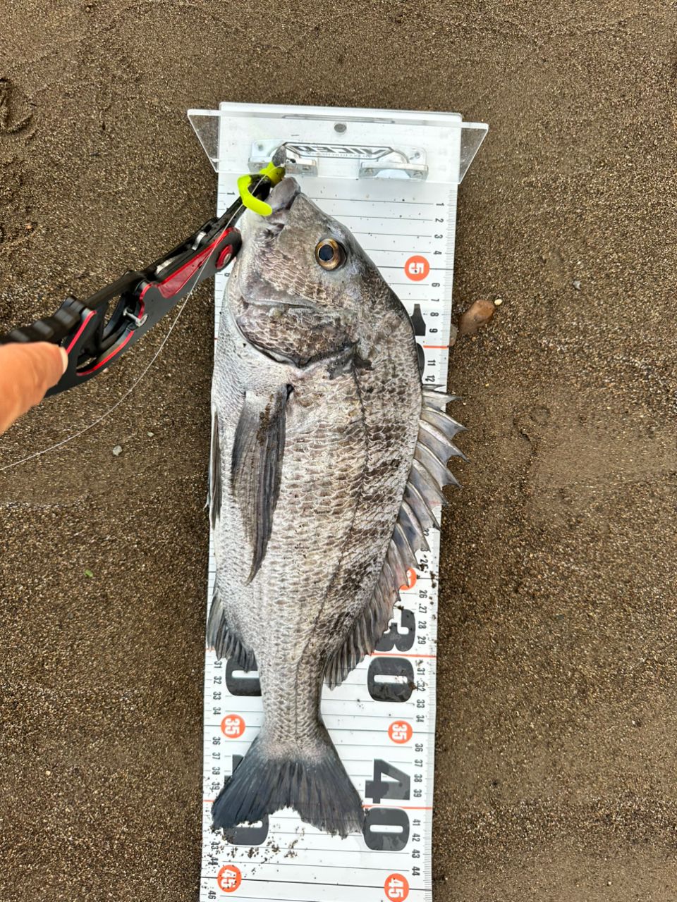 SHIMANO 23ヴァンキッシュ 3000MHGの最安値・インプレ・釣果 | 本音の