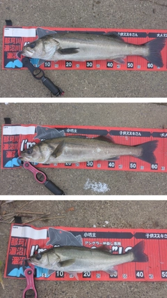 シーバスの釣果