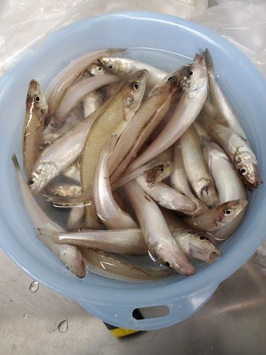シロギスの釣果