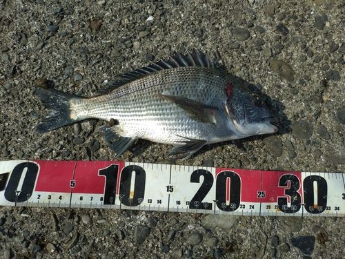 チヌの釣果