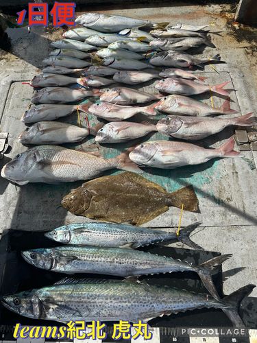 タイの釣果