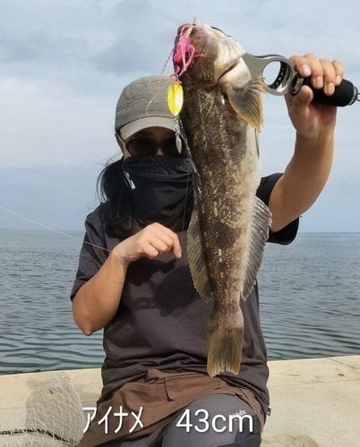 アイナメの釣果