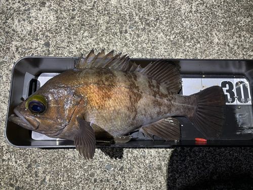 メバルの釣果