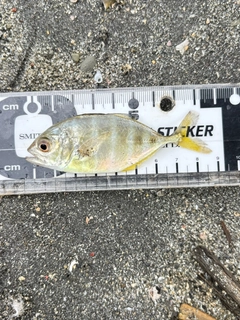 メッキの釣果