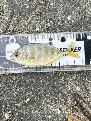 メッキの釣果
