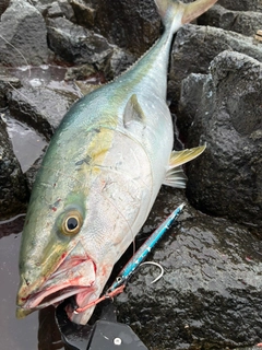 ワラサの釣果