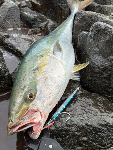 ワラサの釣果