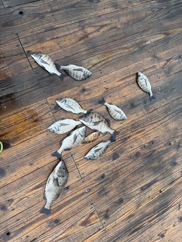 チヌの釣果