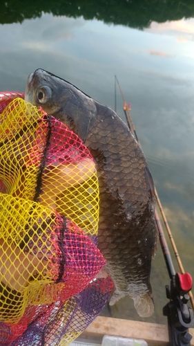 ヘラブナの釣果