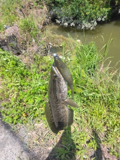 ライギョの釣果