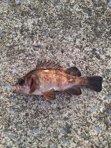 メバルの釣果