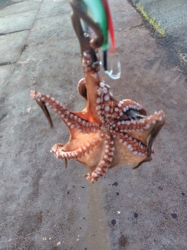 タコの釣果