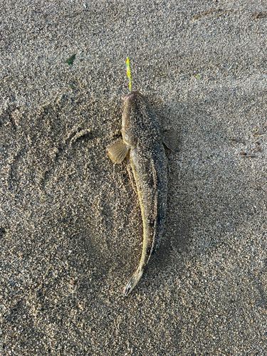 マゴチの釣果