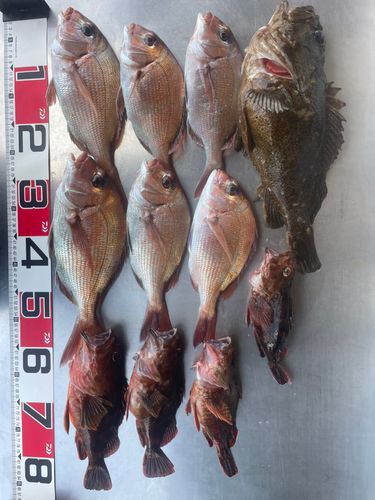 マダイの釣果