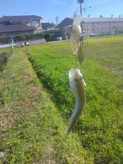 ハスの釣果