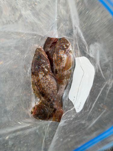 キジハタの釣果